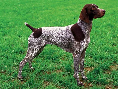 A Guide To The Non-Traditional Duck Hunting Dog Breeds - Greenhead