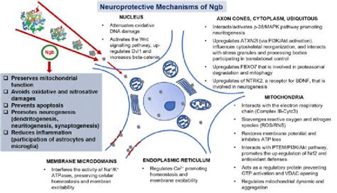 Neuroprotective mechanisms of Ngb. Neuroprotective protein Ngb enhances... | Download Scientific ...