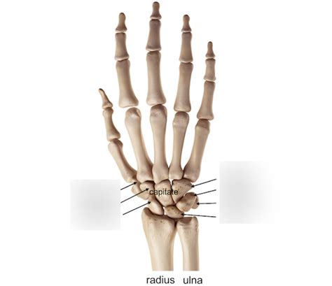 Carpals Diagram | Quizlet