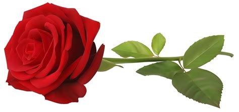 Wallpaper - Red Rose with Stem Transparent PNG Clip Art Image png download - 6000*2830 - Free ...