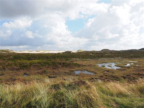 What Is Peat and Why Should We Protect It?