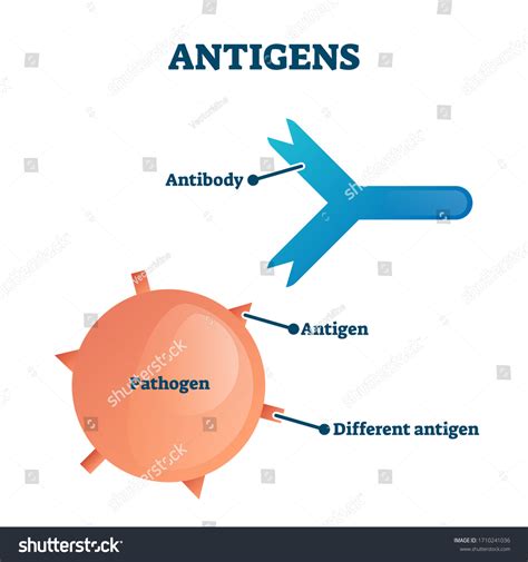 Antigens: Over 4,475 Royalty-Free Licensable Stock Vectors & Vector Art ...