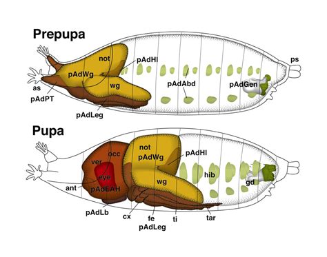 Drosophila Larvae Anatomy