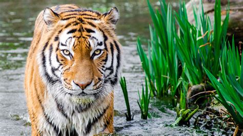 3840x2160 Bengali Tiger 4k 4K ,HD 4k Wallpapers,Images,Backgrounds ...