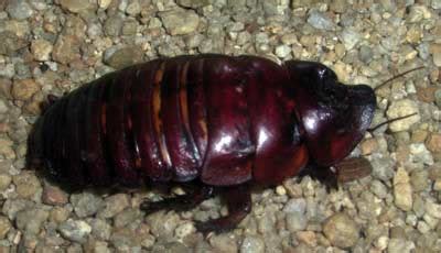 The World's Biggest Cockroach Found in Australia