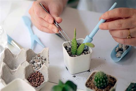 How to Make Your Own Cactus Potting Soil | Gardener's Path