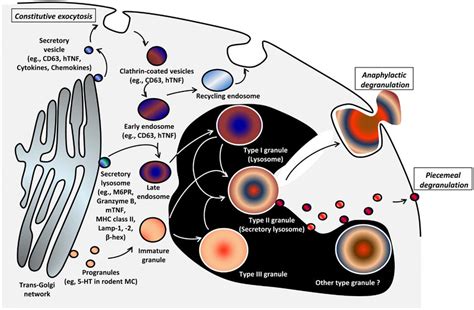 Model of genesis of MC secretory lysosomes (granules) and their ...