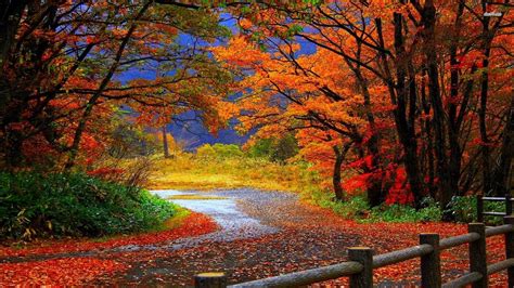 Nature Autumn Forest Wallpapers - Wallpaper Cave