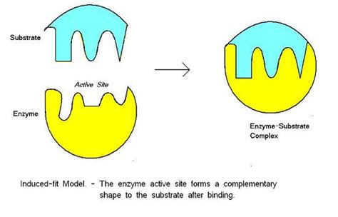 What Is The Induced Fit Model Of Enzyme Function - slidesharetrick