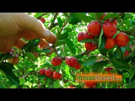 Pruning Jackfruit Trees – The superb blog 0196