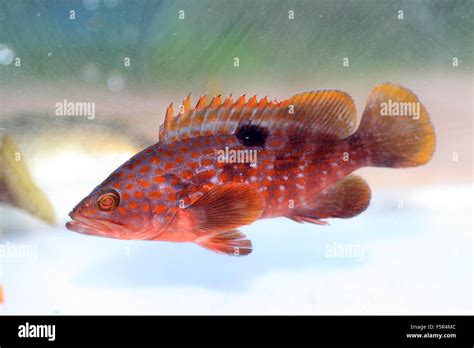 Redspotted grouper (Epinephelus akaara) in Japan Stock Photo - Alamy