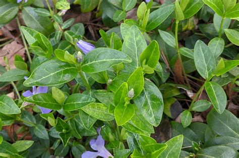 Vinca minor - Wildflowers of the National Capital Region