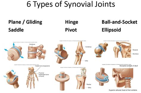 Ch. 8 Joints - Anatomy 101 with Jacobs at Ivy Tech Community College ...