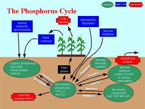 Where does the phosphorus cycle start and end? | Socratic