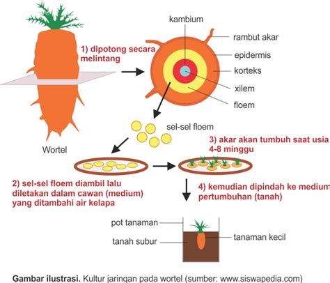 Kultur Jaringan Wortel - Homecare24