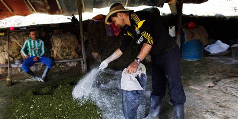 Farmers in Colombia relying on economic benefits of cocaine production - Business Insider