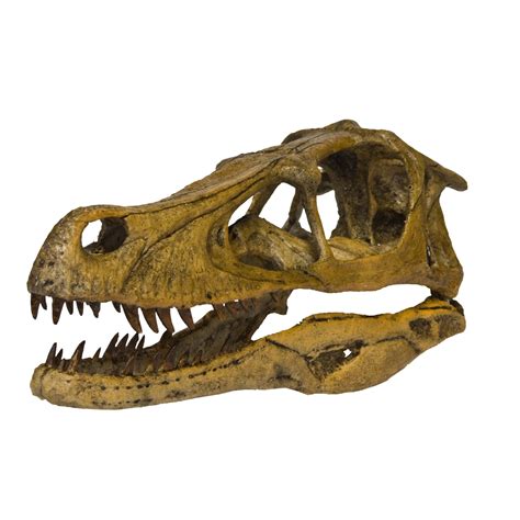 Replica Velociraptor Skull For Sale – Skulls Unlimited International, Inc.