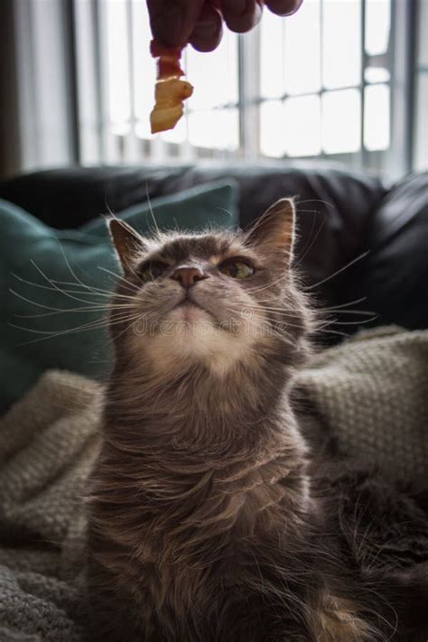 Old Grey Cat with Wild Whiskers Stock Image - Image of portrait, grey ...