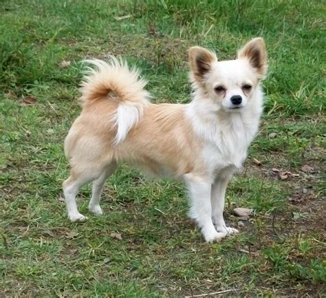 Long Haired Chihuahua Pomeranian Mix Puppies For Sale - Pets Lovers