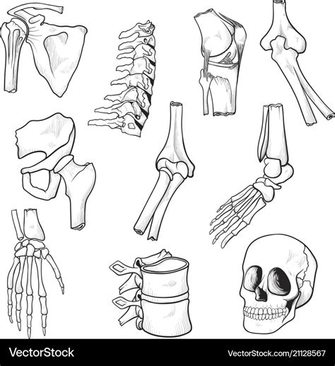 Human Bones Drawing