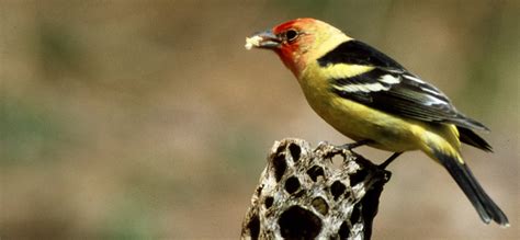 Capitol Reef National Park Wildlife - National Park Photographer