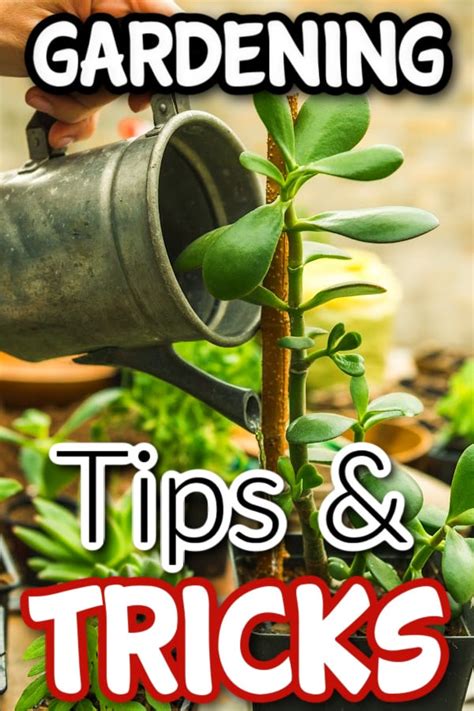 Gardening Tips & Tricks – Backyard Vegetable Gardener