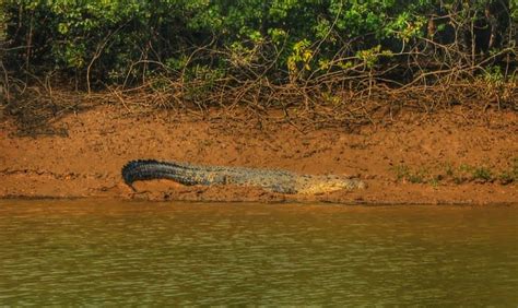 Why The Bhitarkanika Mangroves In Odisha Are Visited By A Million ...