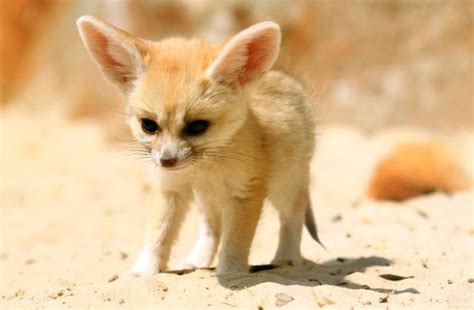 Animal You: Fennec Fox