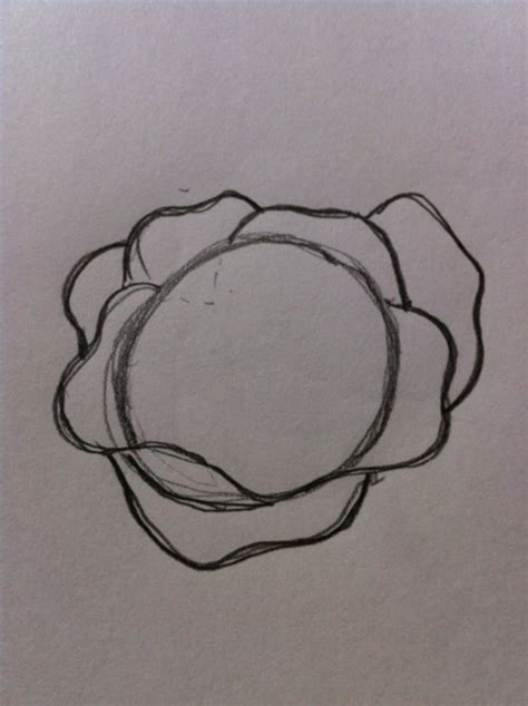 How to Draw a Cabbage - FeltMagnet