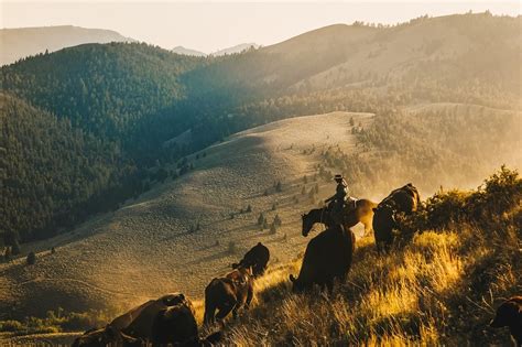 Alderspring Ranch Organic Grass Fed Beef A Small Family Ranch in the ...