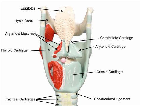 image showing Model LA1 - Larynx - Posterior View - labeled | Model, Halloween nails, Physiology