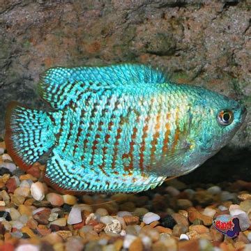 Dwarf Gourami - BluePlanet Aquarium Çözümleri