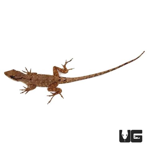 Brown Anoles (Anolis sagrei) For Sale - Underground Reptiles