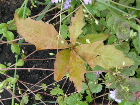 Plant Identification: CLOSED: Is this an oak tree seedling?, 1 by Badseed