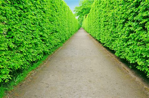 Fagus Sylvatica | European Beech Hedge | InstantHedge