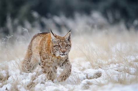 Eurasian Lynx Cub Walking On Snow With High Yellow Grass On Background Stock Photo - Image: 56793592