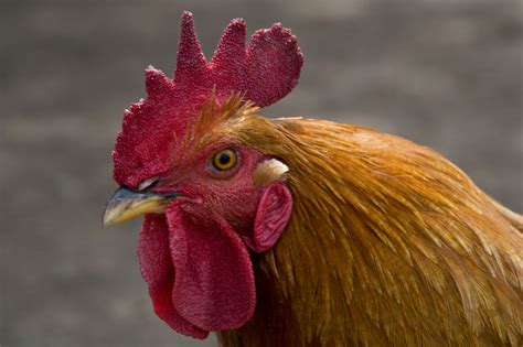 Types of Fighting Roosters | Animals - mom.me