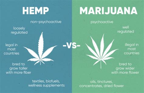 What is the difference between hemp vs marijuana? | Rise Dispensaries