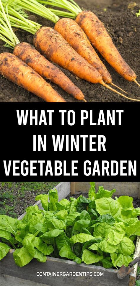 List of Vegetables You Can Grow in Winter | List of vegetables, Winter vegetables gardening ...