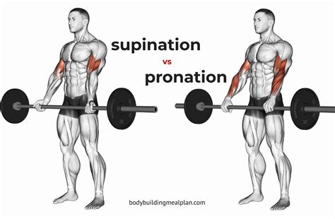 Supination vs Pronation: Hand Position & Muscles Worked