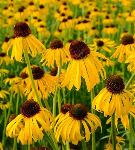 Yellow Coneflowers | John Scheepers Kitchen Garden Seeds