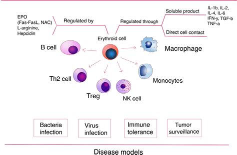 Erythroid Lineage Cells in the Liver: Novel Immune Regulators and Beyond