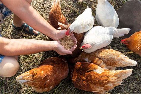 How Many People Will a 4 Lb Chicken Feed