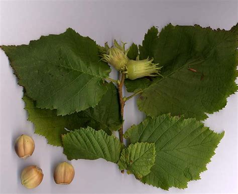 British Trees Identification Picture Quiz of Alder, Holly, Beech