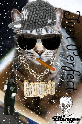 Gangsta cat Picture #129628053 | Blingee.com