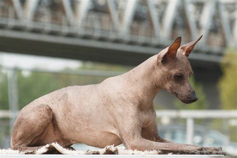 Peruvian Inca Orchid Dog Breed Information American Kennel Club ...