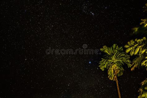 Night sky with palm tree stock image. Image of darkness - 135835513