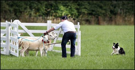 Donegal Man Sammy Long And His Dog “Moss” Triumph At National Sheepdog Trials - MED Partnership ...