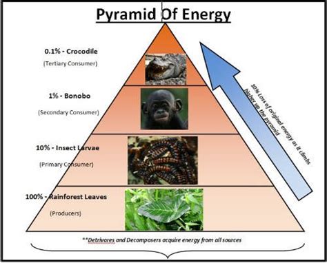 Ecological Pyramids: Pyramid of Numbers, Biomass & Energy | PMF IAS