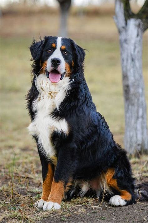 30 Best Large Dog Breeds - Big Dogs for Your Family